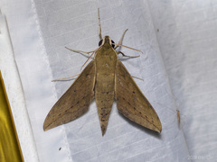 Theretra boisduvalii