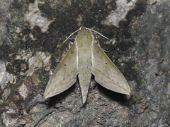 Theretra boisduvalii