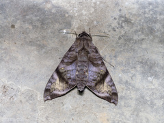 Acosmeryx pseudonaga