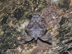 Acosmeryx pseudonaga