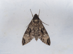 Psilogramma discistriga