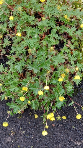 Kamchatka Cinquefoil (Potentilla vulcanicola)