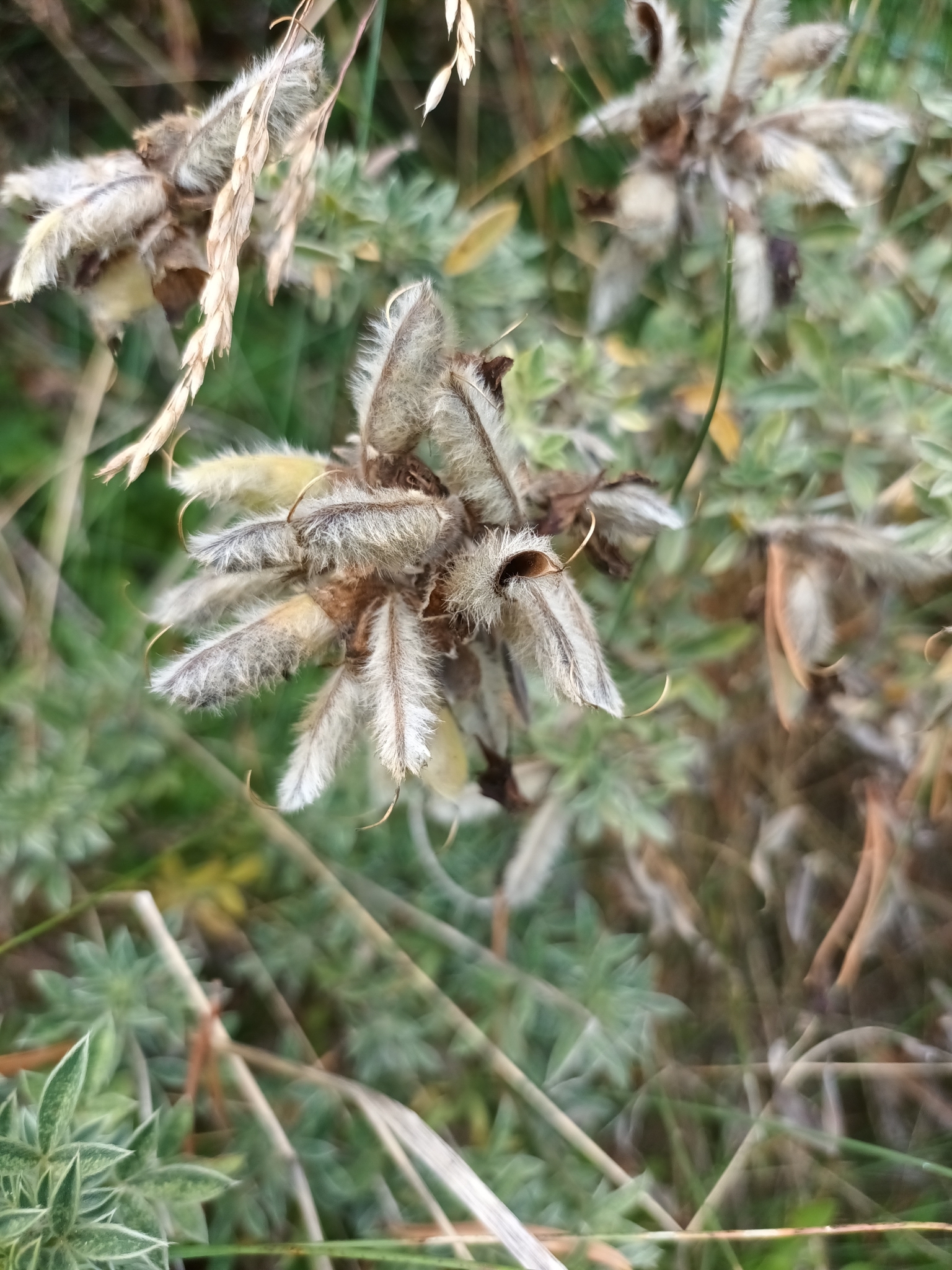 Chamaecytisus eriocarpus