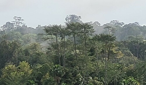 Symphonia globulifera - Whole tree