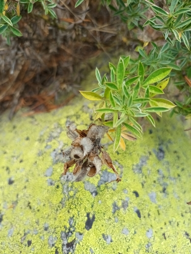 Chamaecytisus eriocarpus, photograph 1