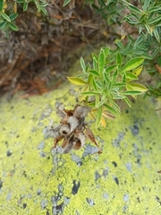 Chamaecytisus eriocarpus, photograph Salza Palpurina, CC BY, iNaturalist via GBIF