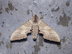 Marumba dyras