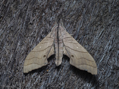 Marumba cristata