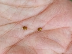 Chamaecytisus eriocarpus, photograph Salza Palpurina, CC BY, iNaturalist via GBIF