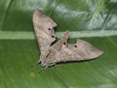 Marumba dyras
