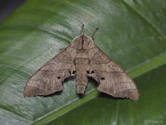 Marumba dyras
