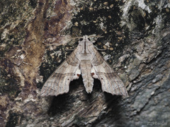 Marumba dyras