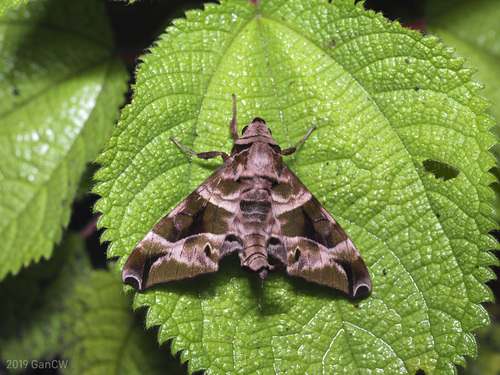 Craspedortha porphyria Butler, 1876