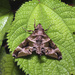 Purple Hawkmoth - Photo (c) Cheongweei Gan, some rights reserved (CC BY-NC), uploaded by Cheongweei Gan