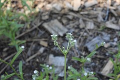 Cryptantha echinella
