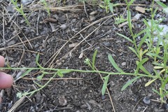 Cryptantha echinella