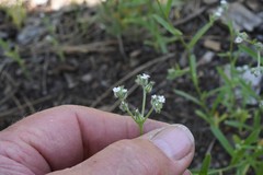 Cryptantha echinella