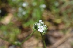 Cryptantha echinella