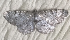 Aethalura intertexta