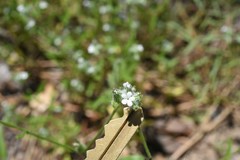 Cryptantha echinella