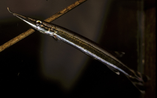 Striped pike characin (Boulengerella lateristriga) — Ctenoluciidae — 5