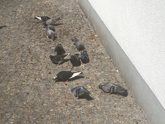 Columba livia domestica