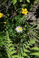 Symphyotrichum spathulatum