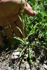 Symphyotrichum spathulatum