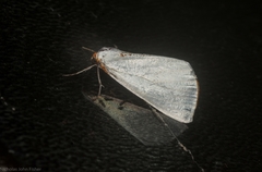 Thalaina selenaea