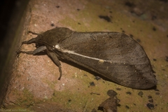 Oxycanus beltista