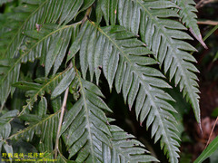 Woodwardia prolifera