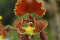 Cyrtochilum serratum