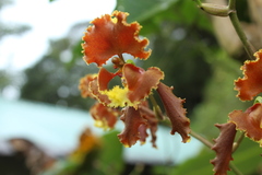 Cyrtochilum serratum