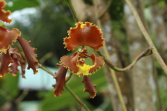 Cyrtochilum serratum