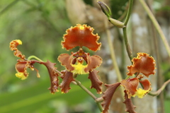 Cyrtochilum serratum