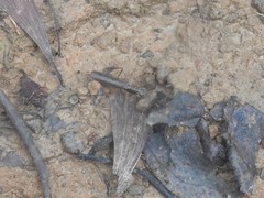 Spilomantis occipitalis