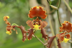 Cyrtochilum serratum