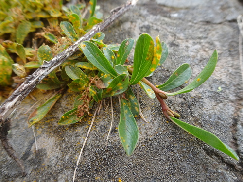 Image of Salix retusa by (c) Thomas Koffel, some rights reserved (CC BY)