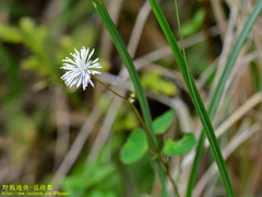 Thalictrum urbainii