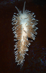 Cuthona divae