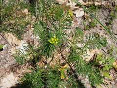Euphorbia cyparissias