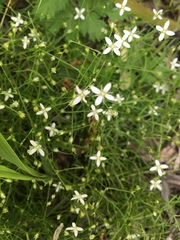 Moehringia muscosa