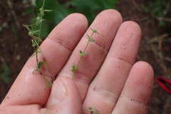 Galium virgatum