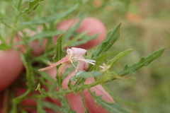 Oenothera sinuosa