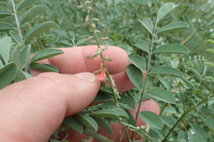 Indigofera lindheimeriana