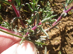 Lampranthus spiniformis