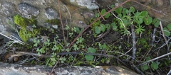 Oxalis engleriana