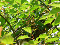 Actinidia rufa