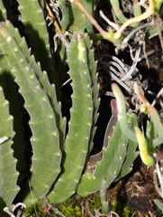 Stapelia hirsuta