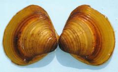 Corbicula fluminalis
